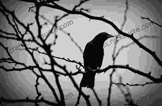 A Crook Crow Perched On A Branch The Crook Crow: The Crook Crow