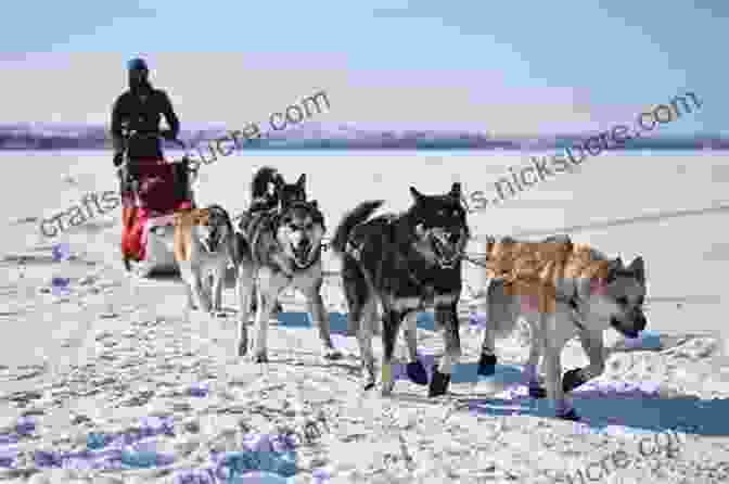Alaskan Husky Sled Dog Team The Adventures Of Balto: The Untold Story Of Alaska S Famous Iditarod Sled Dog