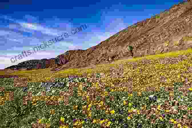 Colorful Wildflowers Blooming Amidst The Barren Desert Landscape Of Death Valley Lost In The Valley Of Death: A Story Of Obsession And Danger In The Himalayas
