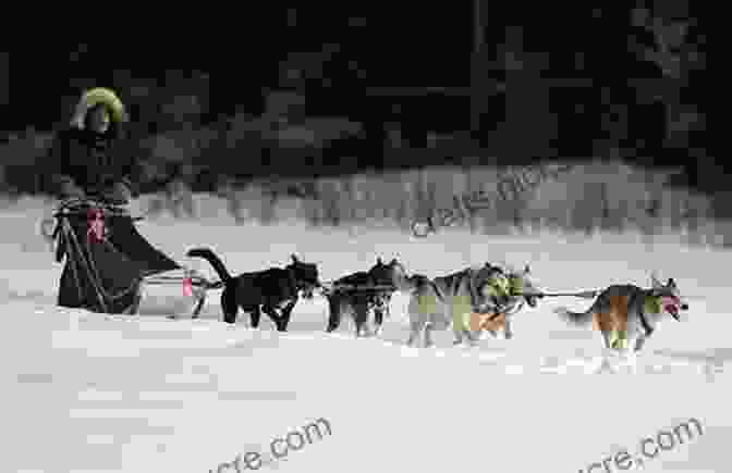 Musher And Sled Dog Team Working Together The Adventures Of Balto: The Untold Story Of Alaska S Famous Iditarod Sled Dog