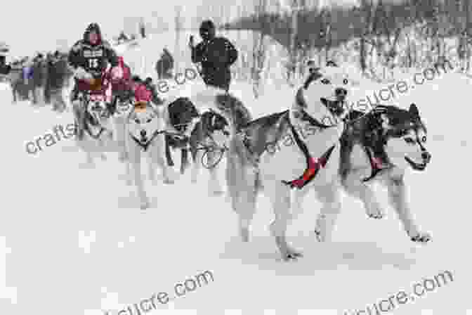 Sled Dog Team Lost In A Snowstorm The Adventures Of Balto: The Untold Story Of Alaska S Famous Iditarod Sled Dog